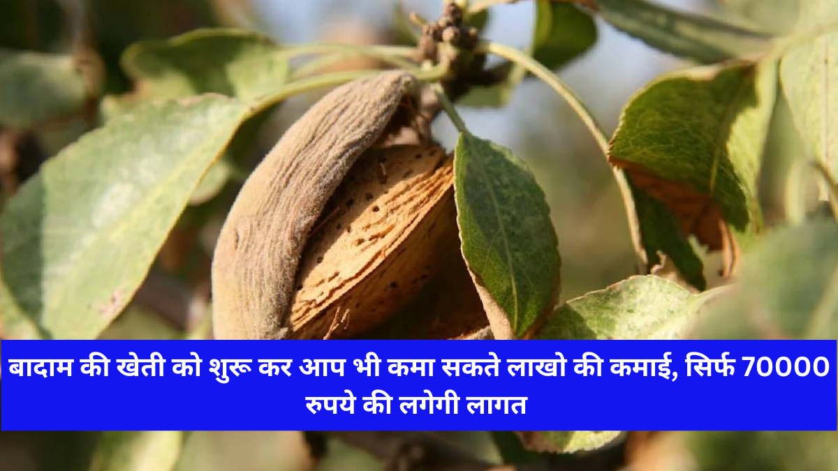Almond Farming Business