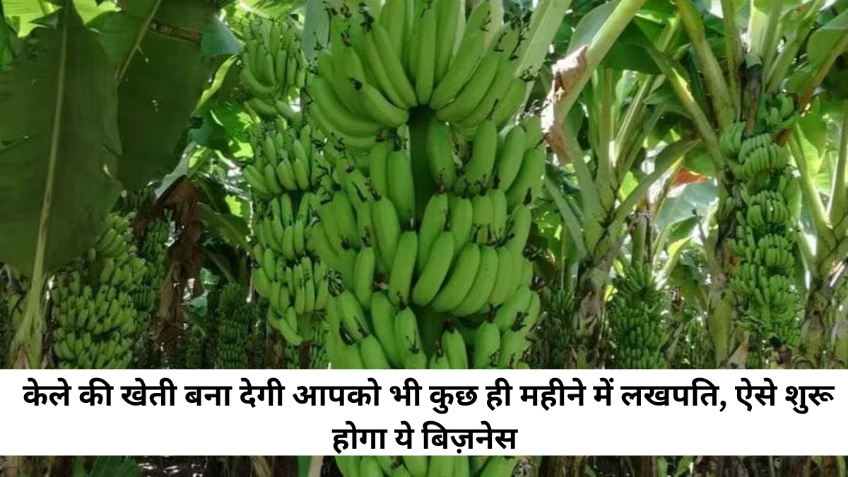 Banana Farming Business