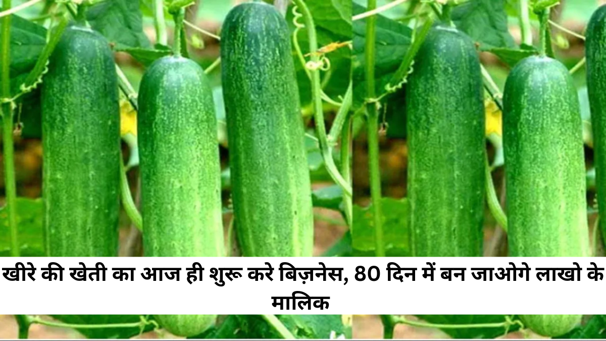 Cucumber Farming Business