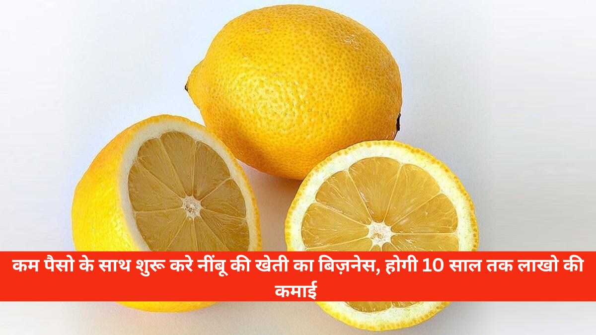 Lemon Farming Business