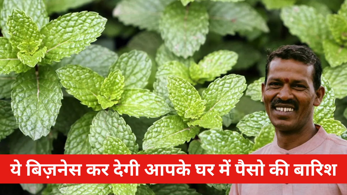 Peppermint Farming Business