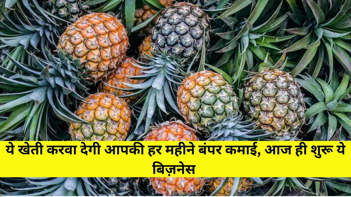 Pineapple Farming Business