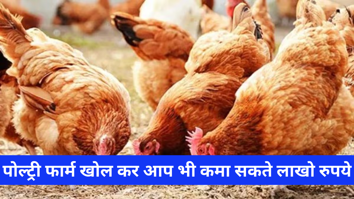 Poultry Farming Business