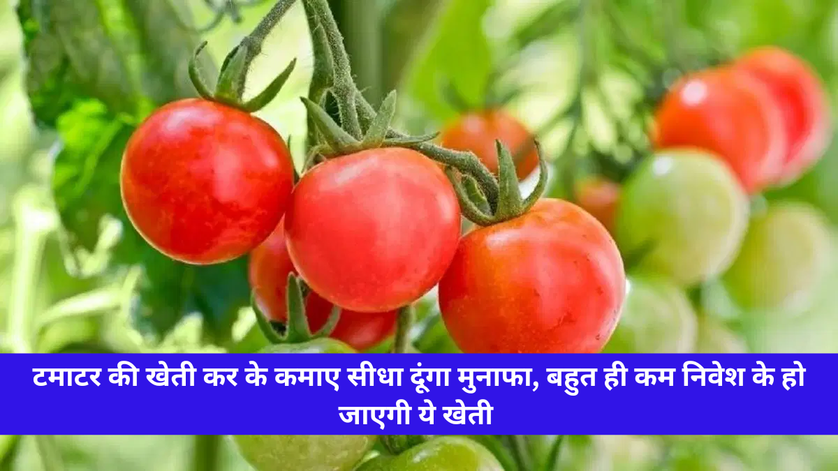 Tomato Farming Business