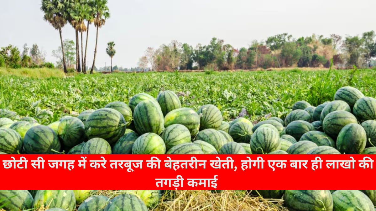 Watermelon Farming Business